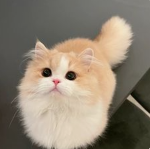 xKittyx :3