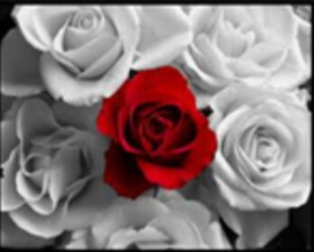 Broken Roses 🥀 