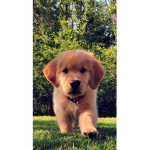 Some reason my puppy poops