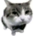 BowTieCat