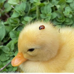 Graceful ducky’s