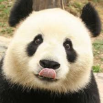 Chloe’s Fluffy Pandas