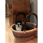 sherlock the cat