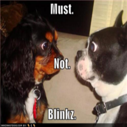 funny-dog-pictures-staring-contest Roblox decal