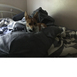 Le corgi ######