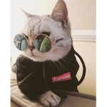 Cevin the cat