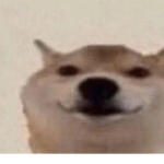 DogedYT