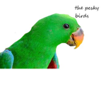 The pesky birds!!