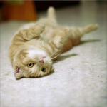 cute cat fans (very cute)