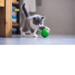 NINJA.........The
