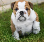 Big_Dogss
