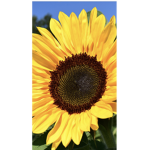 The SunFlower Hotel