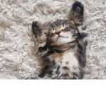 writtens!