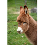 Donkey $quad