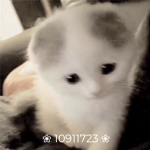 • kitten •