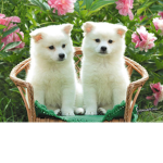 puppies in baskets are cool