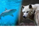 Sharks and wolf Fan Club