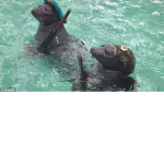 Seals Army.