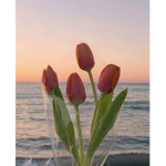 Tulips Dance Company :)