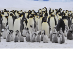 Amazing Penguin Family!