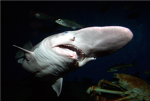 The Goblin Sharks