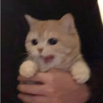 zapulous