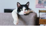 Kitty gworls