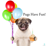 pugs have fun