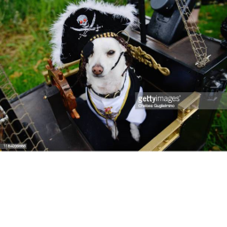 Normal Dog/Pirate Day