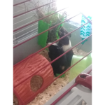 Guinea pig goop