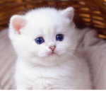 Cat causins