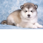 wolf <3 only