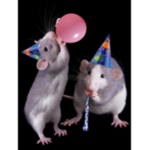 Rats Party!