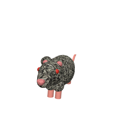 Rat