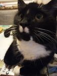 die Baby Katzen