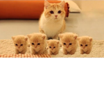 Emily Loves Cats!