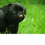 Pug's are cool