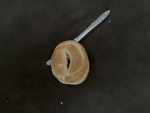 Cut Bagel Development