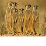 meercatz