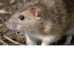 WE LIKE RATS RAT BOIS