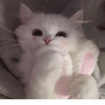 LGBTQ+ kittens