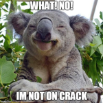 grupo de cracks koalas