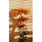 Šunflowers