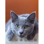 Leo The Savage Cat!!!