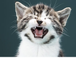 MEGGA MEOWS!