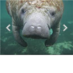 Manatees❗😀