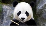 the god pandas