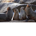 TheLittleSealSquad