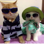 cat ppl only