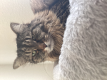BobbieMyFatCat